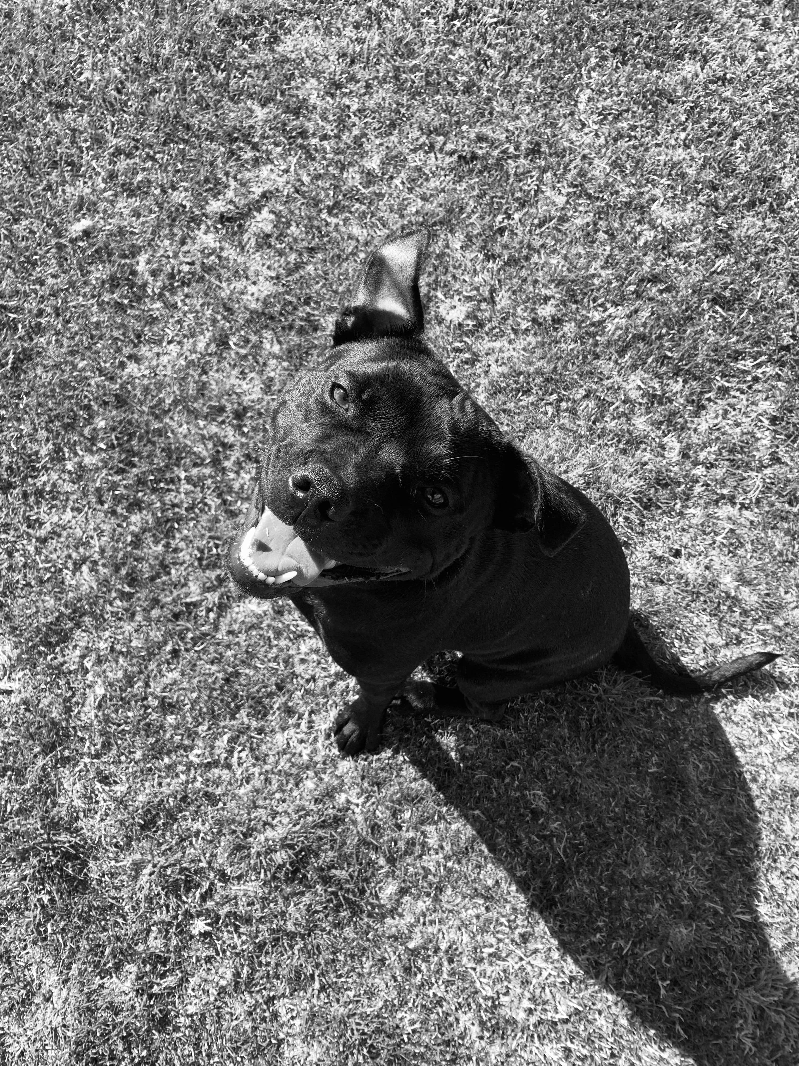 A cute puppy dog called Billie