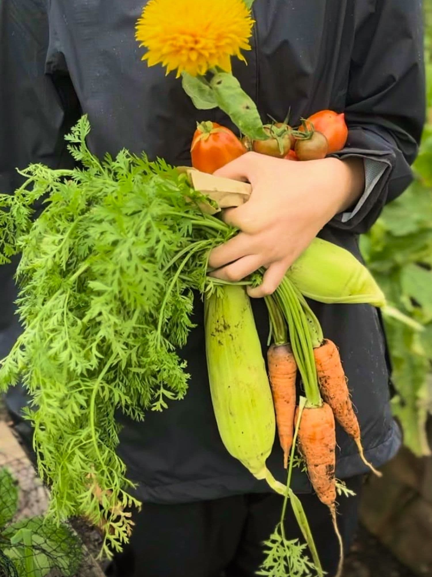 Hands holding a fresh garden harvest of carrots with leafy tops, corn, ripe tomatoes, and a bright yellow flower against soft green foliage.